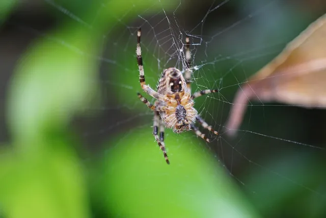 Technologie Web Estrie